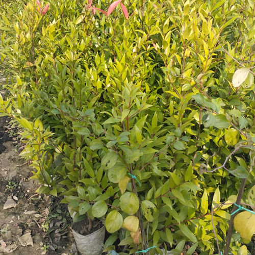 Syzygium Formosanum Plant