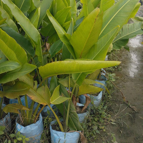 Strelitzia nicolai Plant