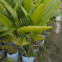 Strelitzia nicolai Plant