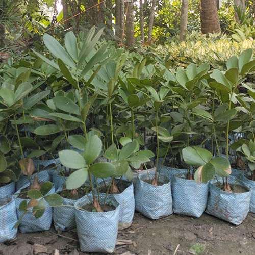 Zamia Palm Plant