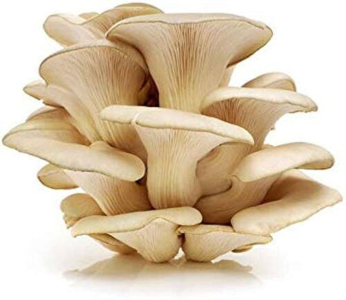 Oyster Mushrooms