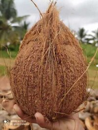 FreshÂ Coconut