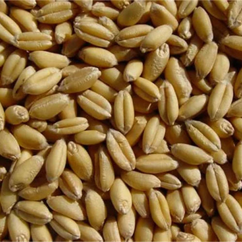 Sortex Milling Wheat