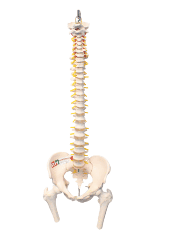 VERTIBRAL COLOUM WITH SPINE