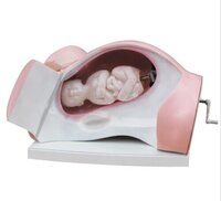 Birth Demonstration Model Course Of Delivery - Application: Medical Training