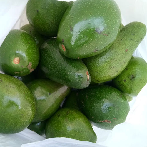 Green Avocado Fruit