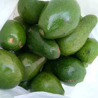 Avocado Fruit - Organic Fresh Avocados | Natural Shape, Vibrant Green Color, Available In Custom Weight Options