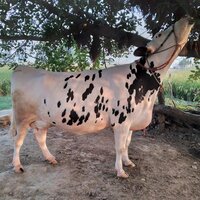 HF Breed Cow