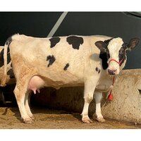 HF Breed Cow