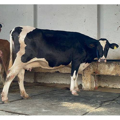 Indian HF Cow