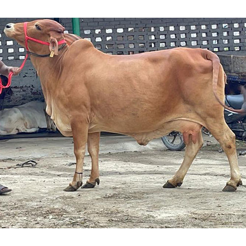 Sahiwal Cow Supplier - Breed: Different Available