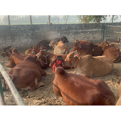 Sahiwal Cow supplier