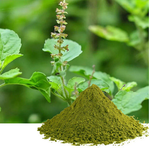 Tulsi Extract Powder Grade: First Class