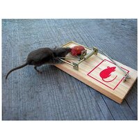 Mouse trap wooden