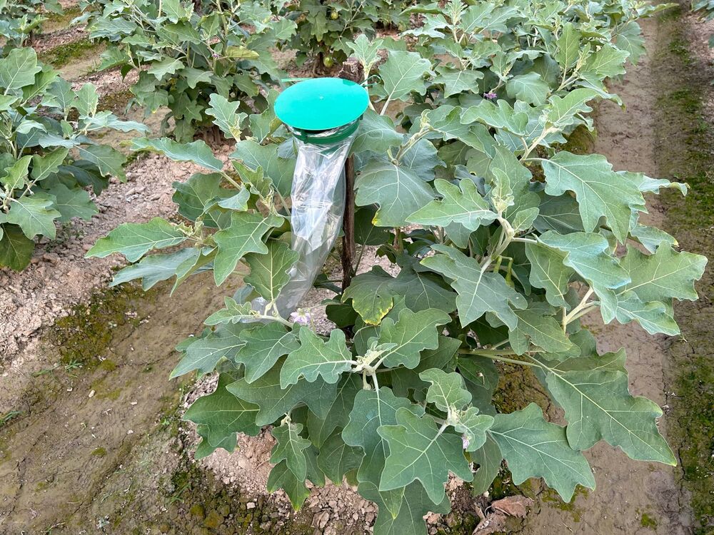 Brinjal Pheromone Trap