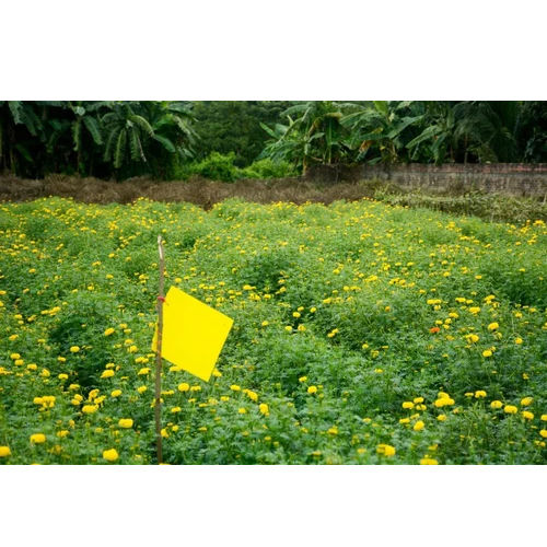 Yellow Dual Sticky Fly Traps