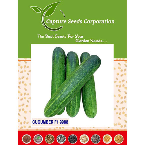 F1-9988 Cucumber Seed