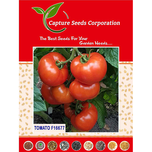 F16677 Tomato Seed