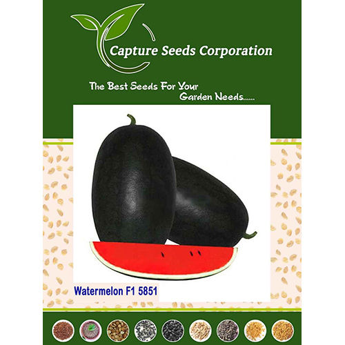 F1-5851 Watermelon Seed - Cultivation Type: Common