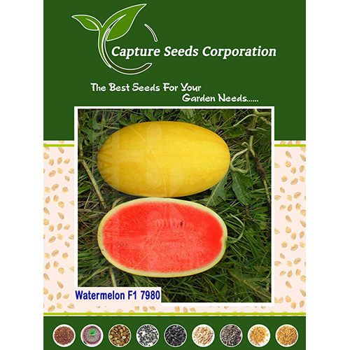 F1-7980 Watermelon Seed