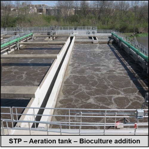 Bioculture for Sewage Treatment Plants