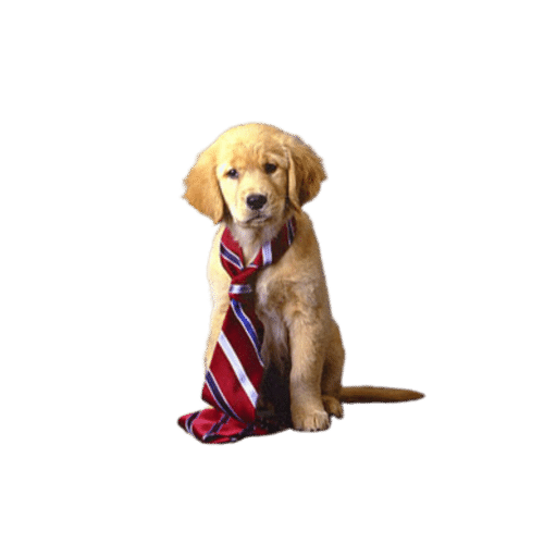 Dog Ties