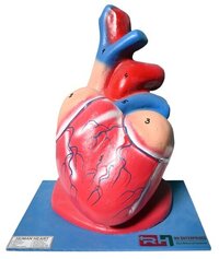 Jumbo Heart Model - Pvc Material | Educational Lab Tool For Understanding Heart Structure And Blood Vessel Relations