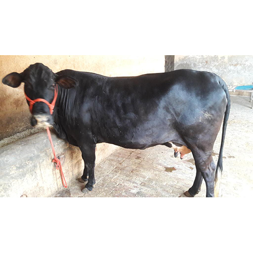 Black HF Cow