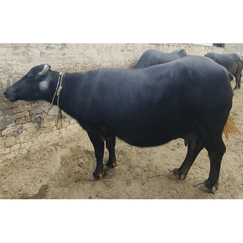 Black Murrah Buffalo
