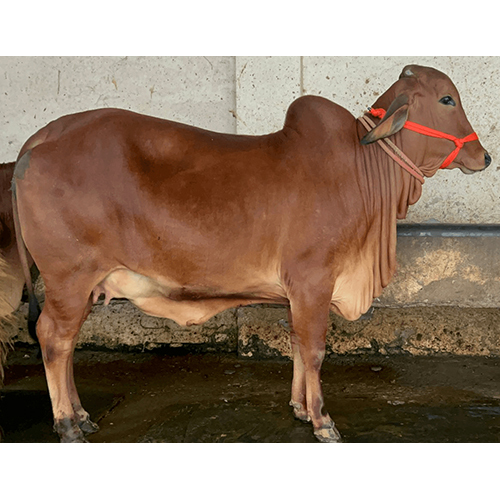 Sahiwal Cow