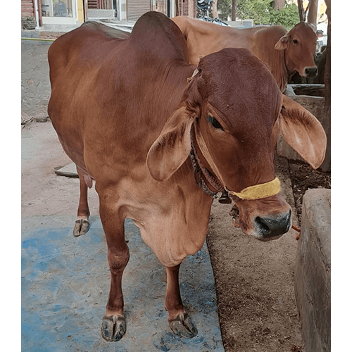 Pure Sahiwal Cow