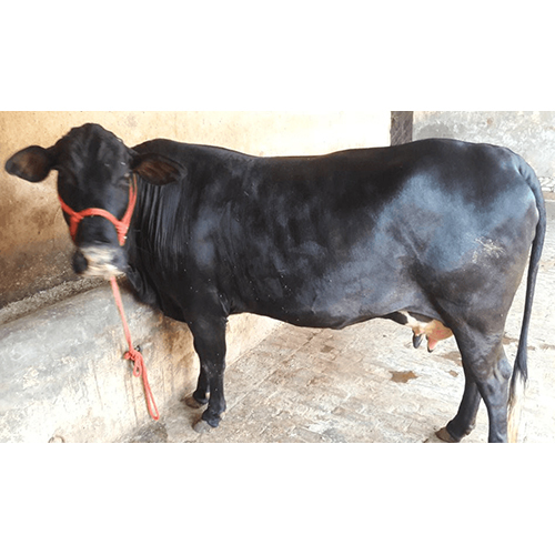 Black HF Cow