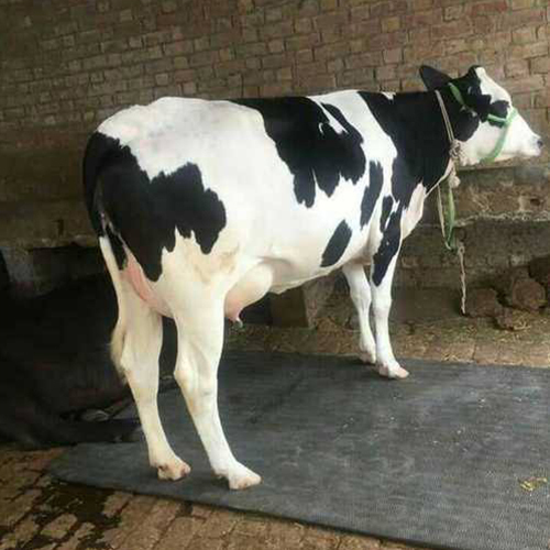 Pure HF Cow