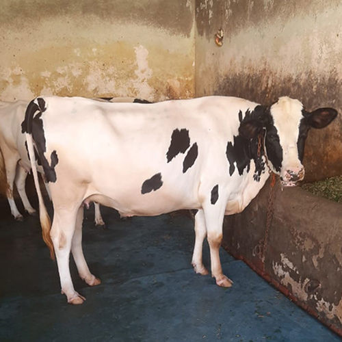 Different Available High Yield Hf Cow