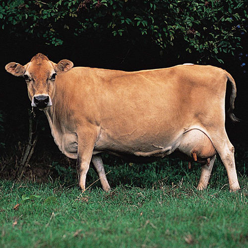 Jersey Dairy Cow