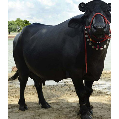 Murrah Female Buffalo