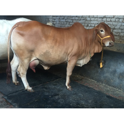 Indian Sahiwal Cow