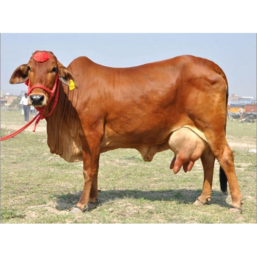 Sahiwal Dairy Cow