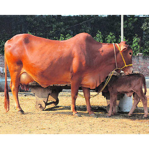 Affordable Price Haryana Sahiwal Cow for Sale Commercial Dairy