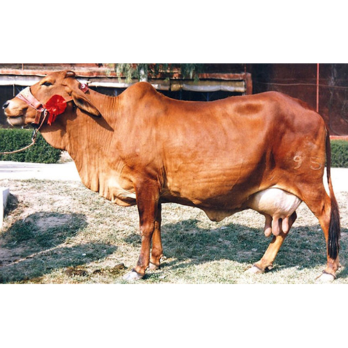 Brown Sahiwal Cow