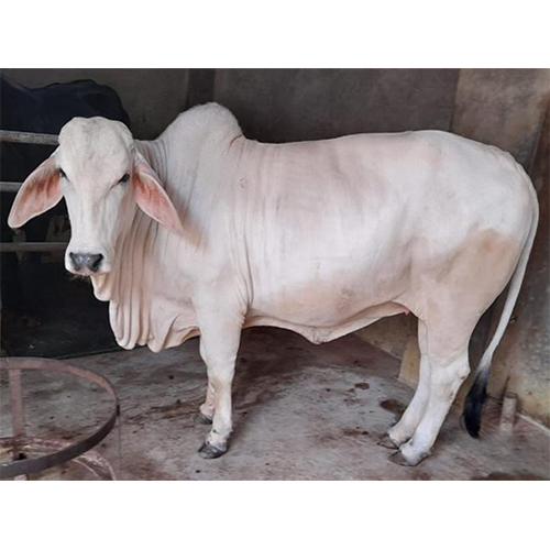 Dairy Tharparkar Cow