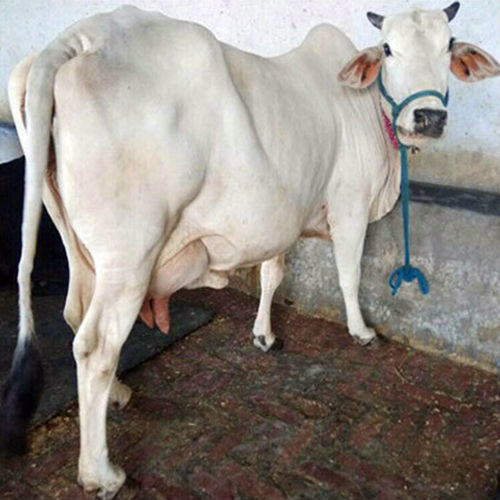 Different Available Indian Tharparkar Cow