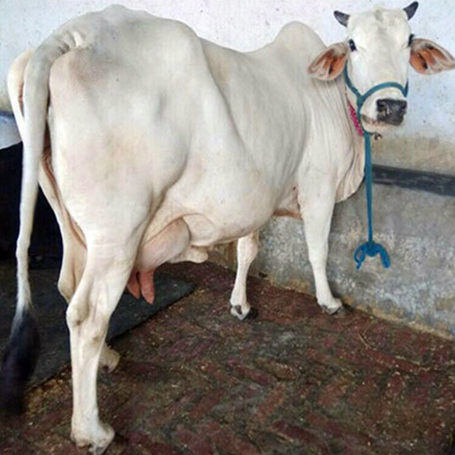 Indian Tharparkar Cow