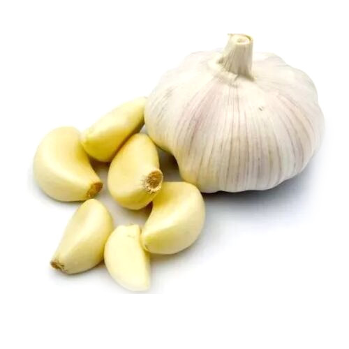 Fresh Garlic