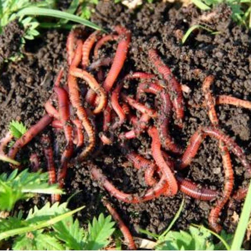 Live Earthworms Vermicompost