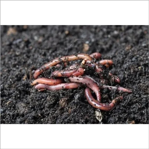 Lumbricus Rubellus Red Live Earthworms