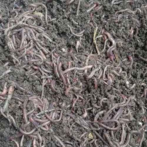 Brown Composting Earthworm