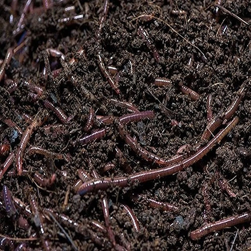 Red Wiggler Tiger Worm Compost
