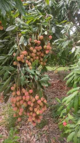 HYBRID LITCHI PLANTS