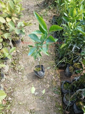 Vietnam Malta plants